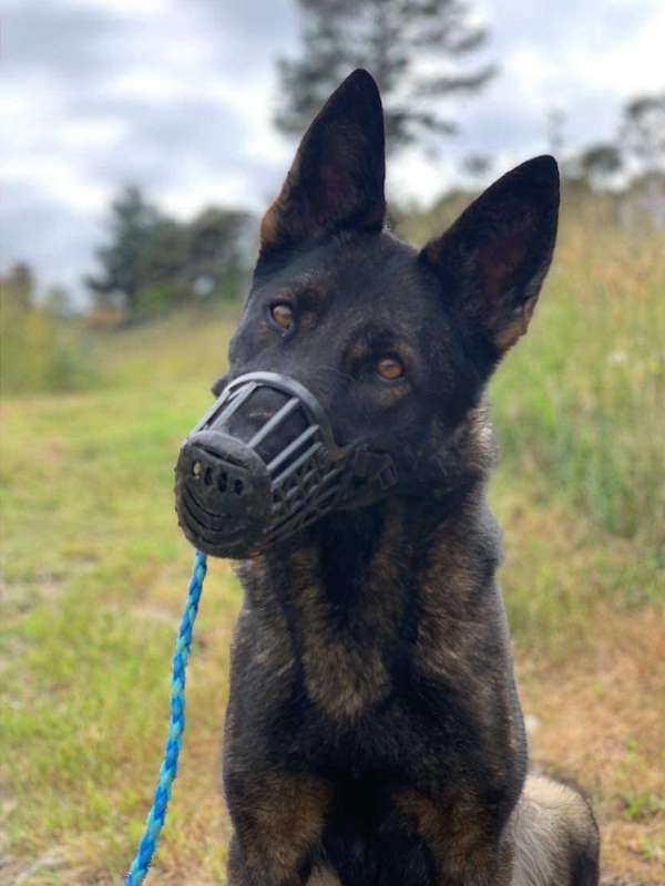 Real Dogs Walk and Train