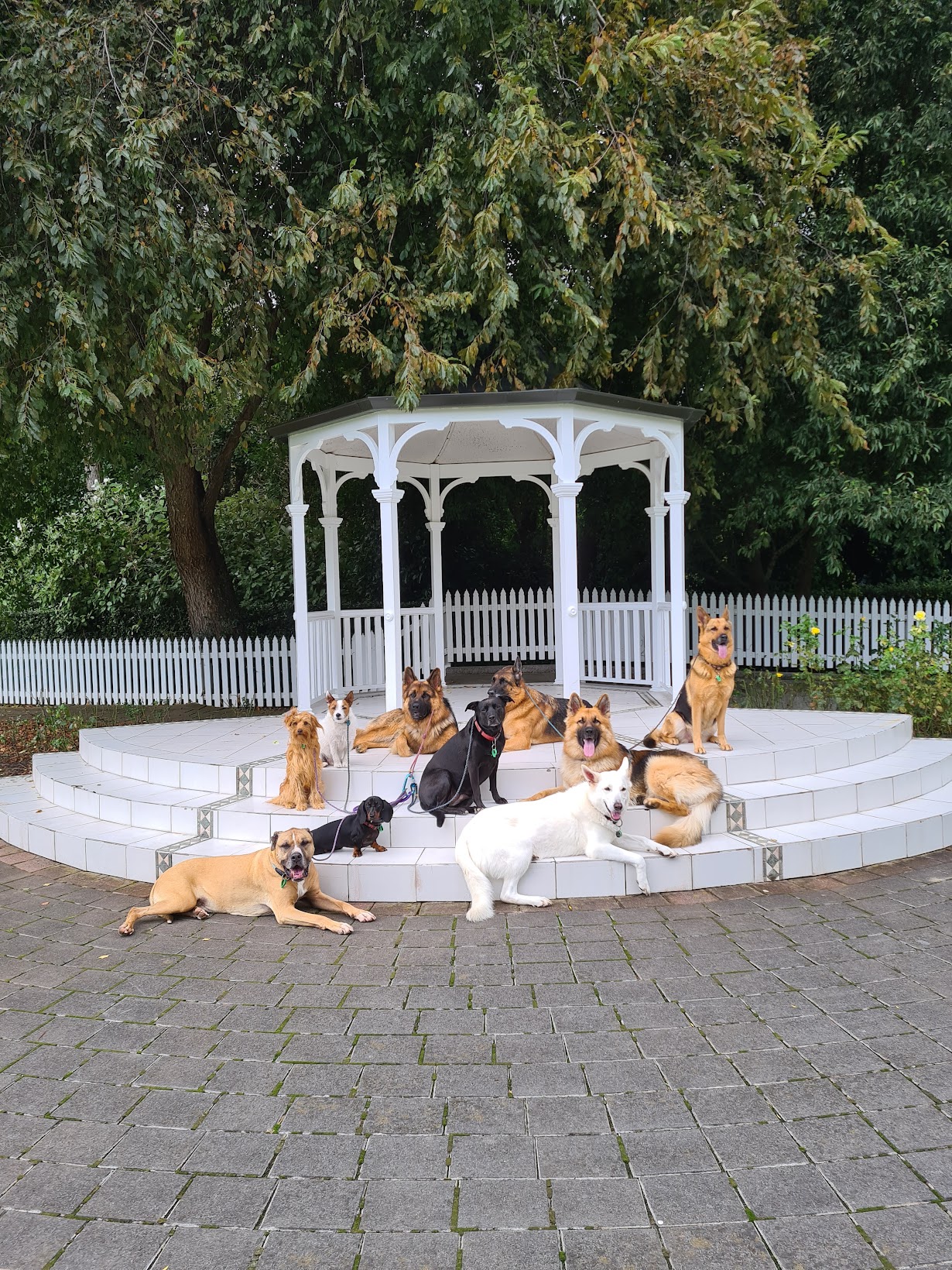 Real Dogs Walk and Train