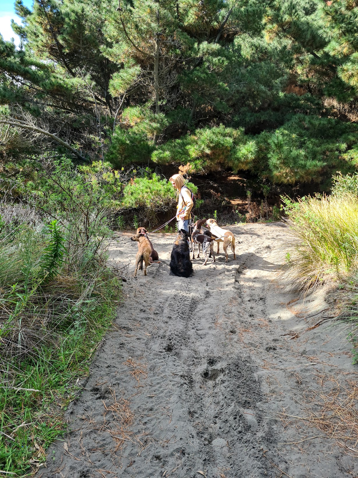 Real Dogs NZ Services