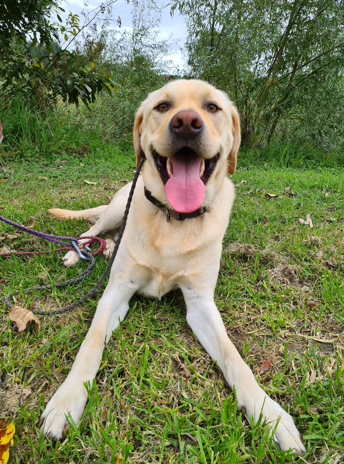 Real Dogs Training and Assessment Walk