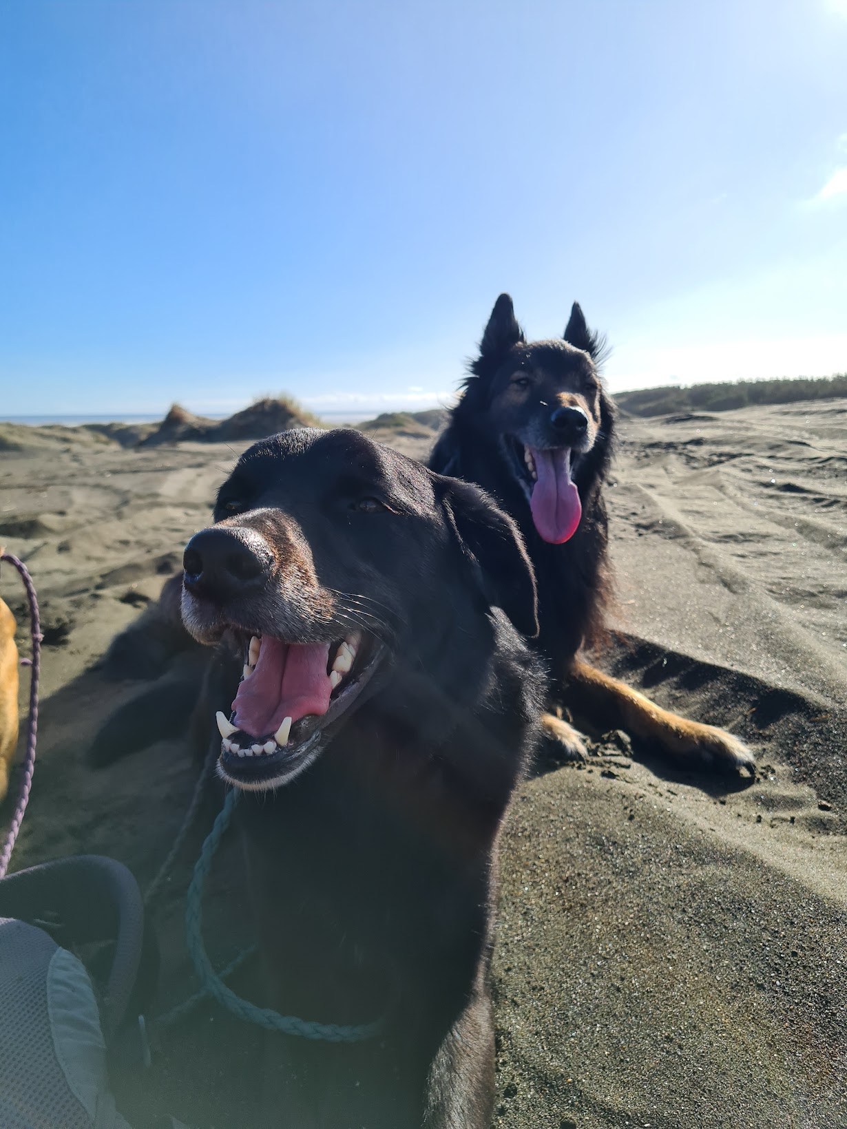 20230612_114800 Contact Real Dogs NZ
